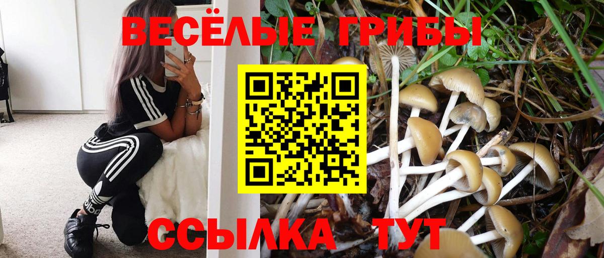 Псилоцибиновые грибы Psilocybine cubensis Ефремов